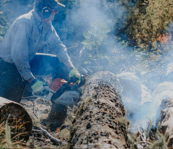 Our Services Lumber Ben's Tree Service